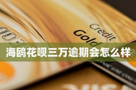 海鸥花呗：适合你的信用解决方案吗？
