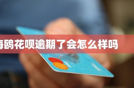 海鸥花呗平台怎么样