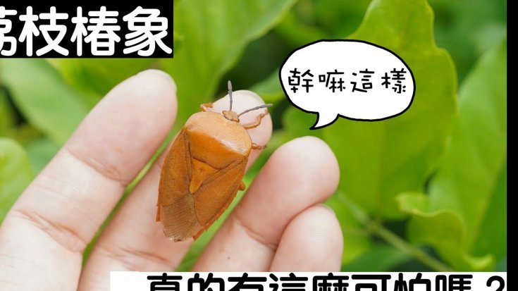 便荔卡提现秒到账？