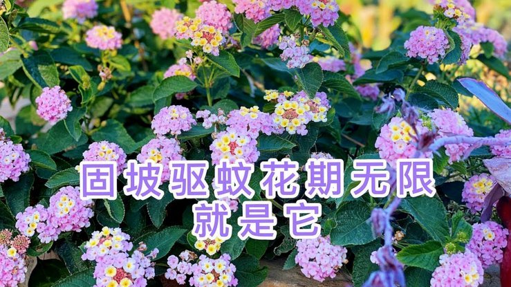 “拿去花”套现骗局：账户密码为何成目标？