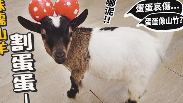 关注羊小咩下款能否持续？深度解密其资金流动模式
