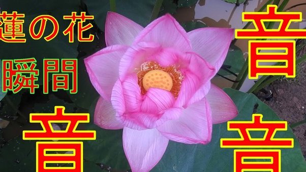 花呗异常背后的原因解析
