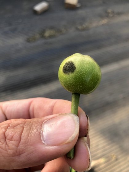 花呗如何自己套出来