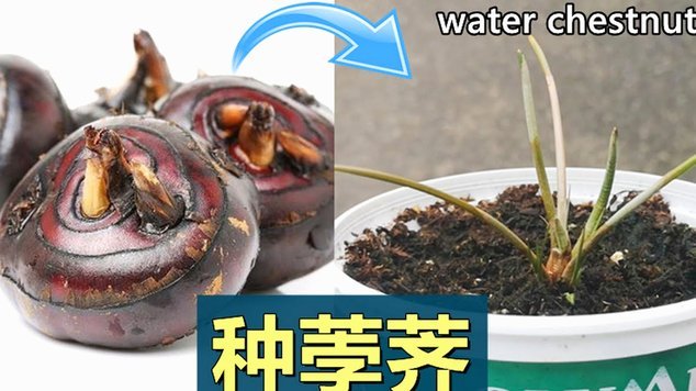 便荔卡包额度提升的逻辑解析