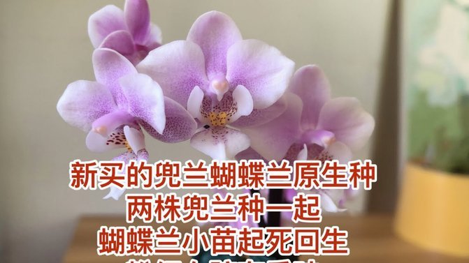 花呗取现有利息吗