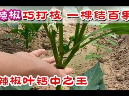 深度解读桃多多取现流程：专业资金提现避坑指南