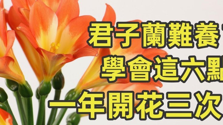 花呗怎么怎么套出来